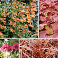 four different types of plants with orange and red leaves