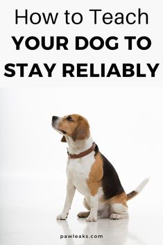 a brown and white dog sitting down with the words how to teach your dog to stay reliable