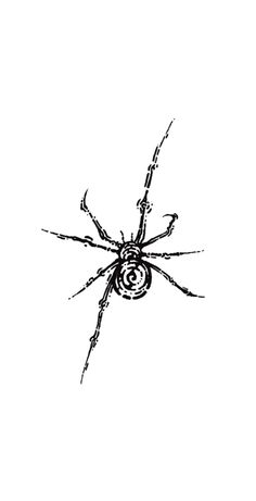 a black and white drawing of a spider