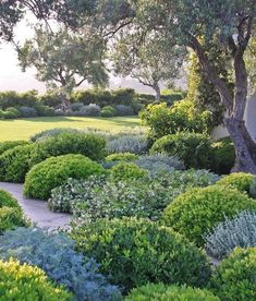 the garden is full of green bushes and blue shrubs, with trees in the background