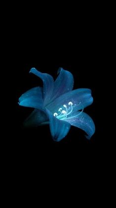 a blue flower is glowing in the dark