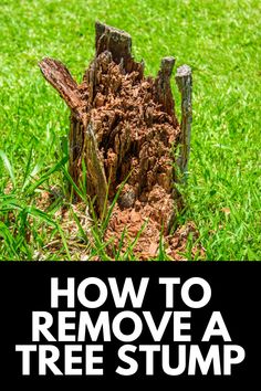 how to remove a tree stump from the ground with this easy step - by - step guide