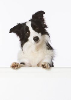 a small black and white dog sitting on top of a wall looking at the camera