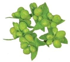 some green leaves and buds on a white background