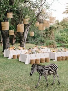 a zebra is walking in front of a table set up for an outdoor dinner party