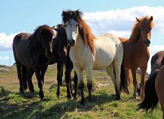 a group of horses standing on top of a grass covered field next to each other