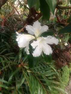 a white flower sitting on top of a lush green plant covered in leaves and grass