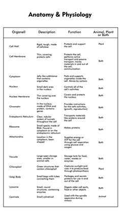 the anatomy and functions of an organ