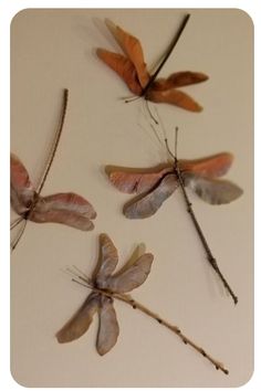 four different types of dragonflies on a white surface with twigs and leaves attached to them