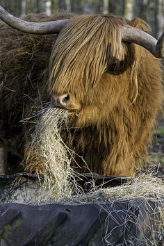 an animal with long horns standing in the woods eating hay and looking at the camera