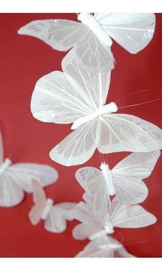 some white butterflies are flying in the air on a red background and there is no image here to provide a caption for