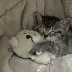 a kitten sleeping next to a stuffed animal