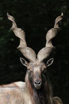 an animal with large horns standing next to trees