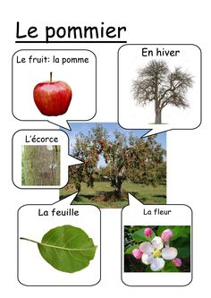 an apple tree with four different parts labeled in french