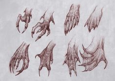 several different types of hands and claws drawn in pencil on a white paper background,