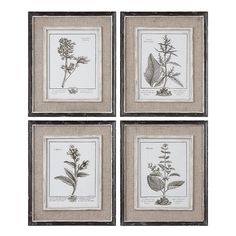 four framed pictures with different types of plants