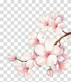 pink flowers on a branch with watercolor paint png clipart rpx