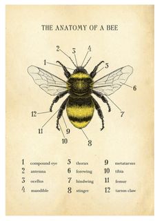 the anatomy of a bee on an old book page with black and white text below