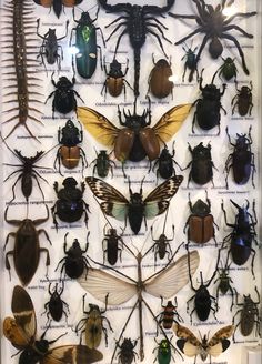 an insect display with many different types of bugs