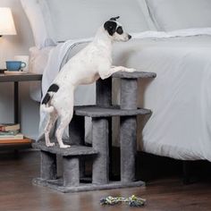 a black and white dog standing on top of a cat tree in front of a bed