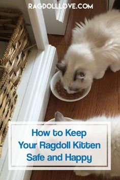 a white cat eating food from a bowl on the floor next to a door that says, how to keep your ragdoll kitten safe and happy