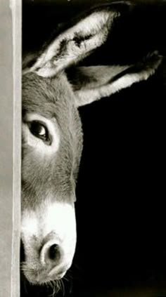 a donkey peeking out from behind a wall with its head sticking out the corner, in black and white