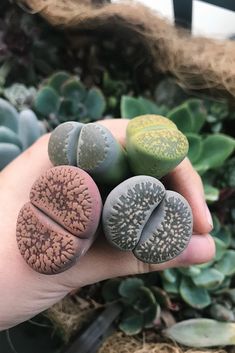 someone is holding three different rocks in their hand and there are succulents behind them