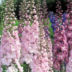 pink and purple flowers are growing in the garden