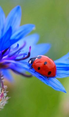 a lady bug sitting on top of a blue flower