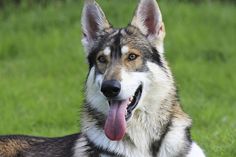 a close up of a dog laying in the grass with its tongue out and it's tongue hanging out