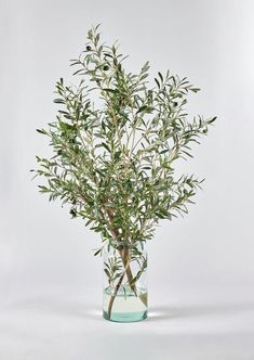 Faux Olive Leaf Branches in Glass Vase Arrangement at Afloral Olive Branch Arrangement, Faux Olive Branches, Home Flower Arrangements, Vase With Branches, Artificial Branches, Faux Olive Tree, Olive Branches, Herb Pots, Branch Decor