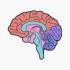 the human brain sticker on a white background