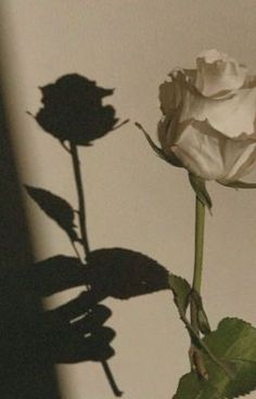 a single white rose sitting on top of a table next to a vase filled with flowers