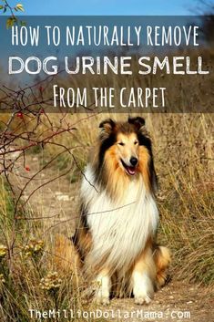 a collie dog sitting on the side of a dirt road with text overlay that reads how to naturally remove dog urine smell from the carpet