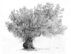 a pencil drawing of an olive tree