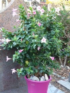 a potted plant with pink flowers in it