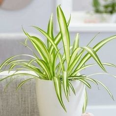 a plant in a white vase on a table