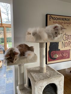 two cats laying on top of cat trees in a living room next to a window