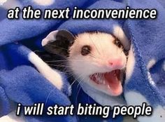 an animal with its mouth open and the caption says, at the next inconveniencee i will start biting people