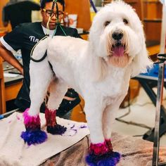 a white dog standing on top of a table next to a hairdressing chair