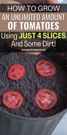 how to grow an unlimted amount of tomatoes using just 4 slices and some dirt