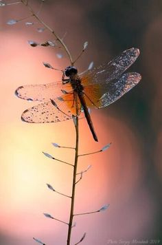 a dragonfly sitting on top of a plant with drops of water on it's wings