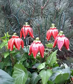 some red flowers are growing in the bushes