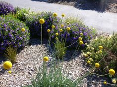 some yellow and purple flowers are in the bushes