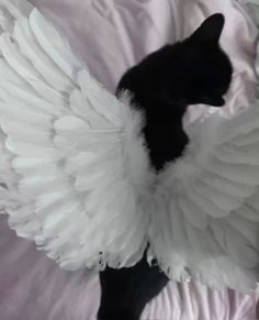 a black cat with white wings on it's back