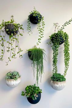 there are many different types of plants hanging on the wall