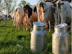 a herd of cows standing next to each other on a lush green grass covered field