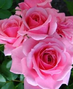 three pink roses with green leaves in the background