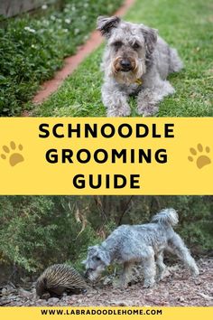 two dogs and an hedge in the grass with text that reads schnoodle grooming guide