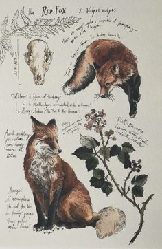 a drawing of foxes and other wild animals